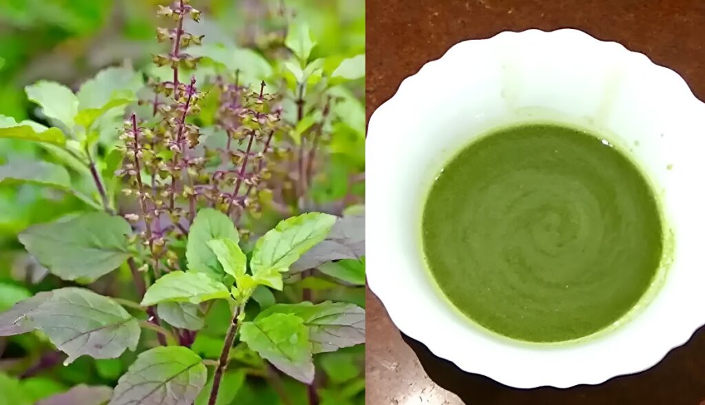 Tulsi Leaves Or Juice Benefits