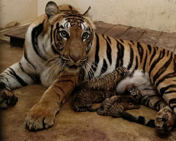 World Tiger Day: Minister Akbar named 4 little cubs