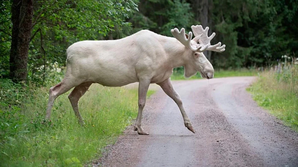 White Moose Viral Video,
