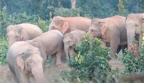 Human-Animal Conflict: An elderly woman was attacked by an elephant with a trunk and put to death