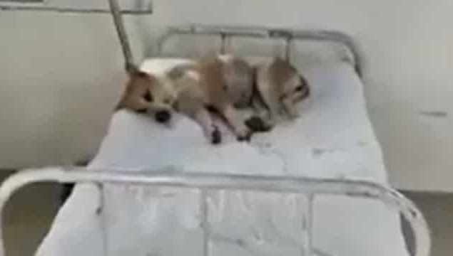 Dog Sleeping in Ded: Dog found sleeping on patient's bed in government hospital, watch video...