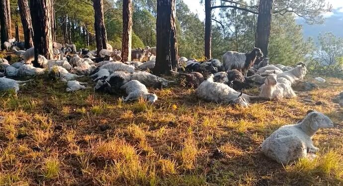 Lightning Strike Breaking: 350 sheep and goats died due to lightning… Panic among the villagers due to the death of so many animals