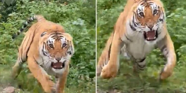 Tiger Attack VIDEO: OMG…! Tourists were roaming in the jungle…suddenly the tiger attacked again…?