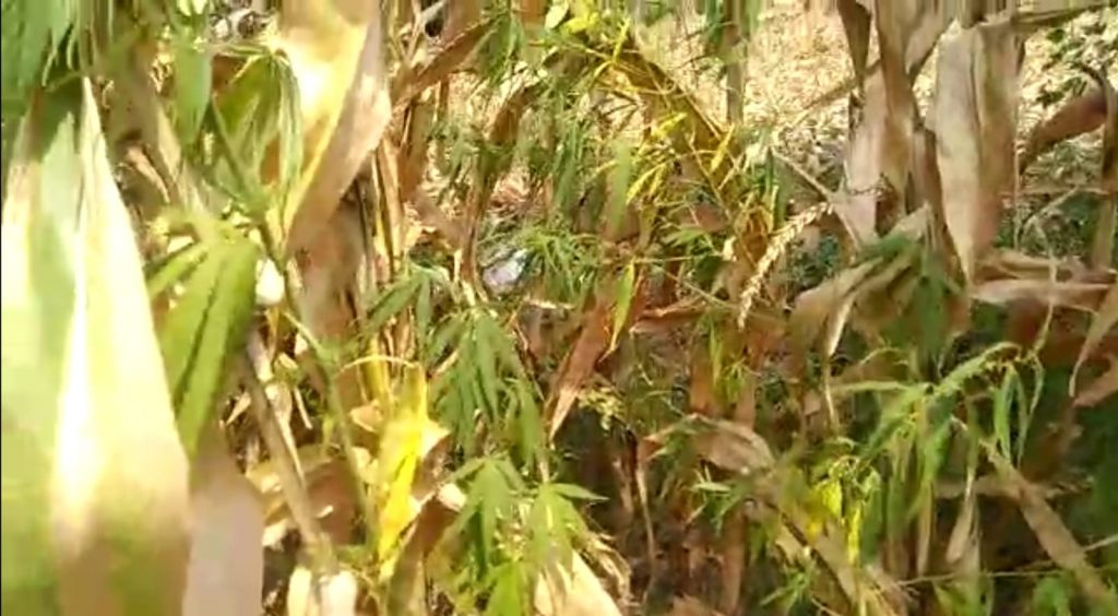 Ganje ki Kheti : Cultivation of Ganja under the guise of Maize… Allegations of encroachment on Nazul land as well