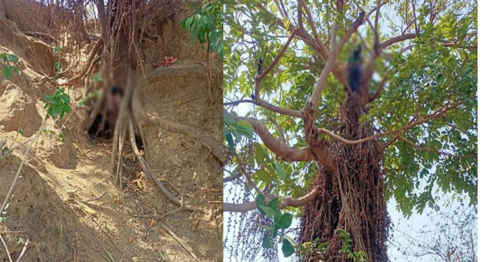 Jashpur Breaking: Painful pictures… After hanging a 5-day-old girl, the mother herself also swung from the noose