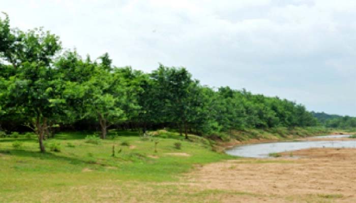 River Bank Plantation: Plantation of 47 lakh saplings in the state in 4 years has made the banks of 40 rivers green.