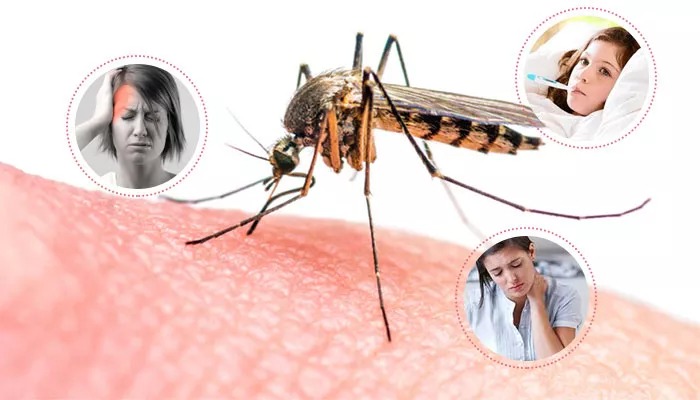 First Suspected Death From Dengue :