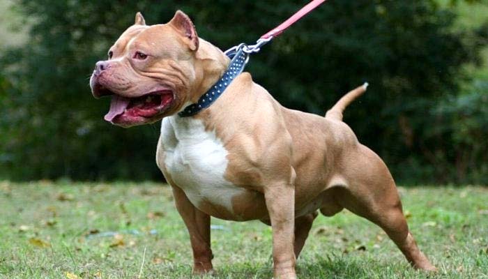 Horrible ! Pitbull made a fatal attack on a 7 year old boy, biting his lips and waist,