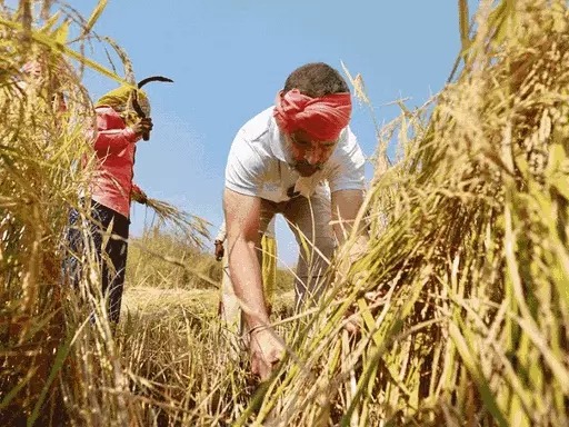 Rahul Gandhi Crop In The Field :