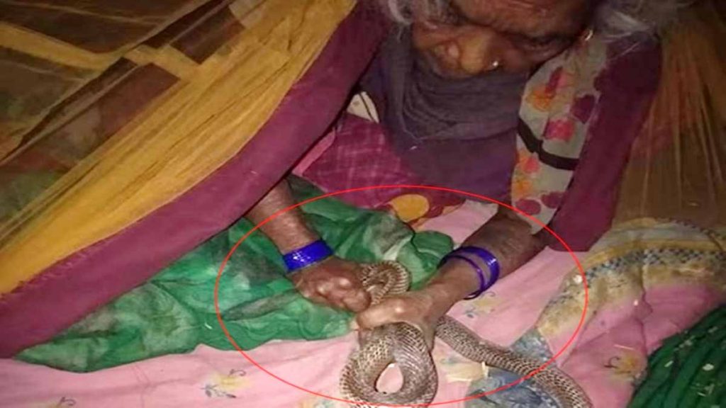 Grandmother gave her life for her grandson, bravely caught the cobra with both hands... Doctors in hospital...