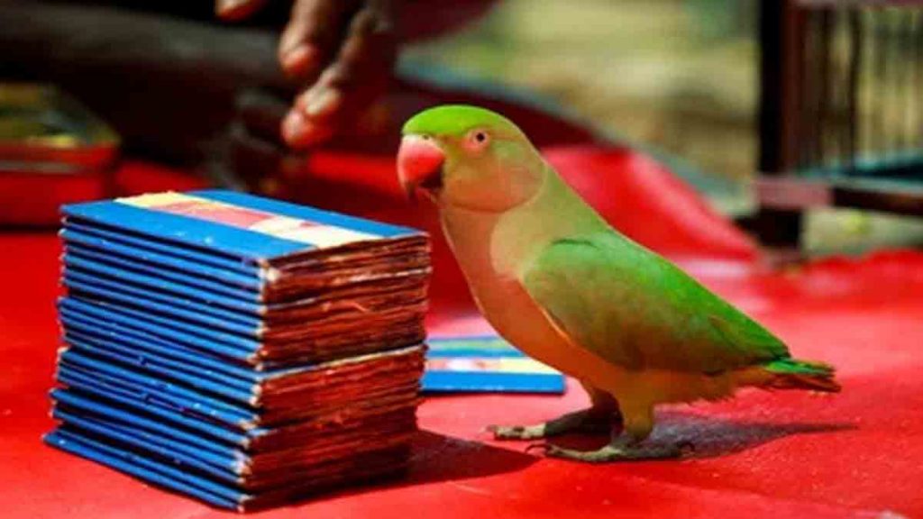 Who will win the election ? The parrot told the future, then the owner was caught by the police, why, read…