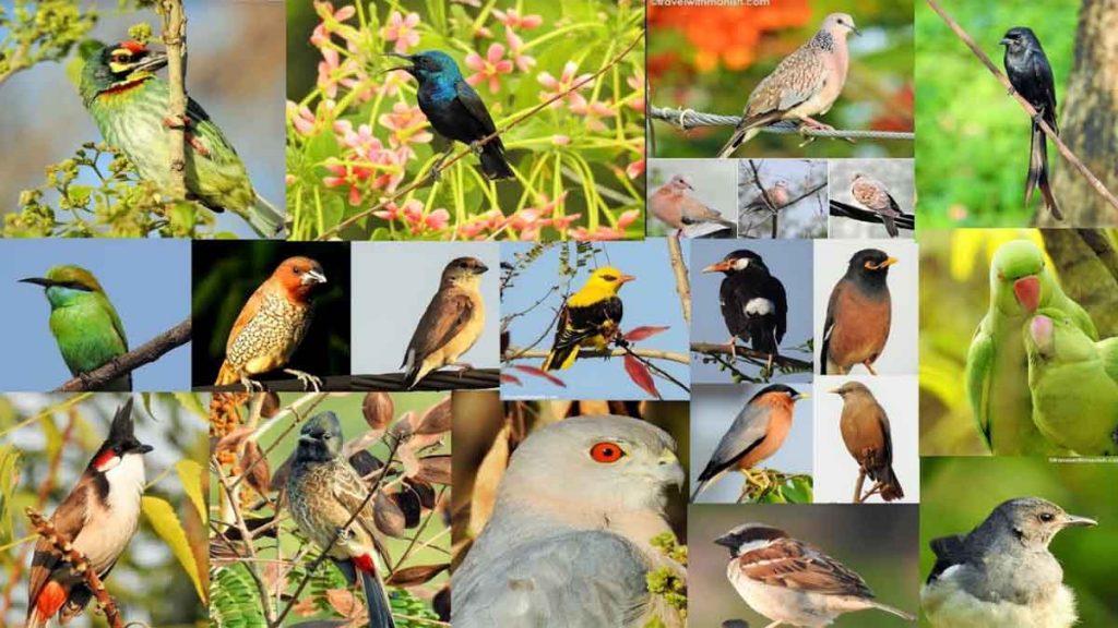 Bhoramdev wildlife sanctuary: Bird survey is organized in Bhoramdev sanctuary, it is home to 195 species of birds.