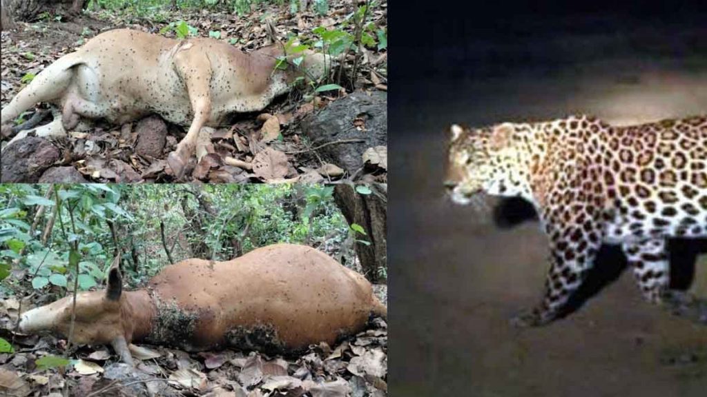 Leopard attacks cattle in Rukhmidar forest, people in panic