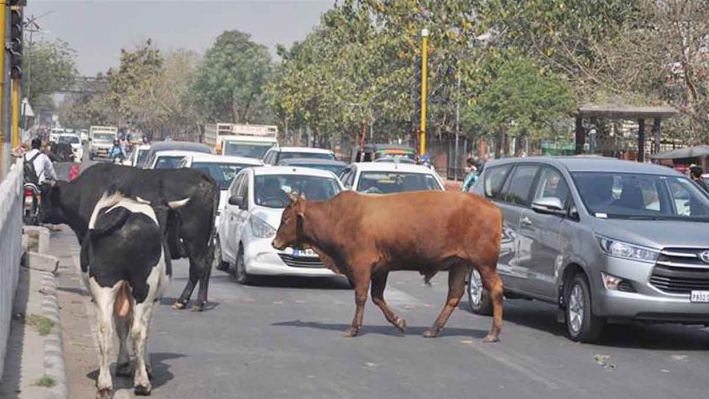 Road accidents caused by stray animals are a matter of concern