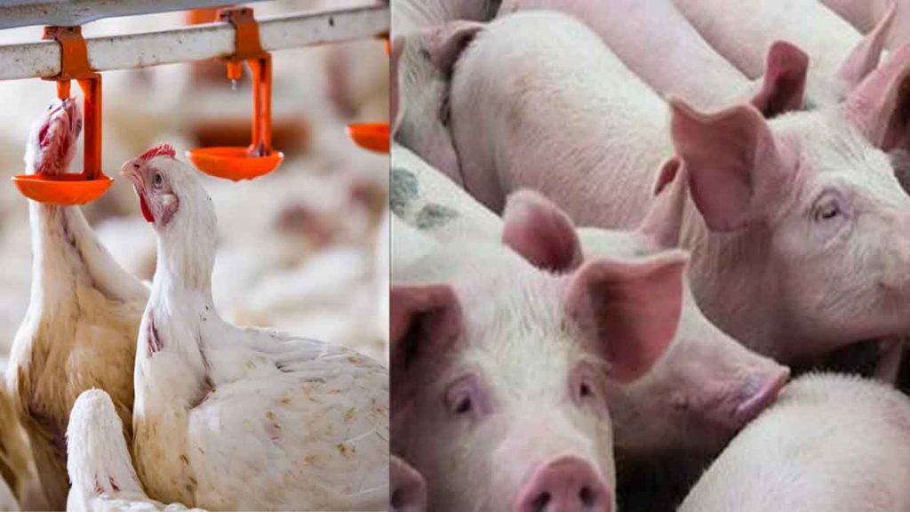 Increasing outbreak of swine and bird flu in Chhattisgarh