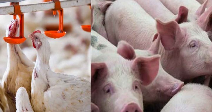 Increasing outbreak of swine and bird flu in Chhattisgarh