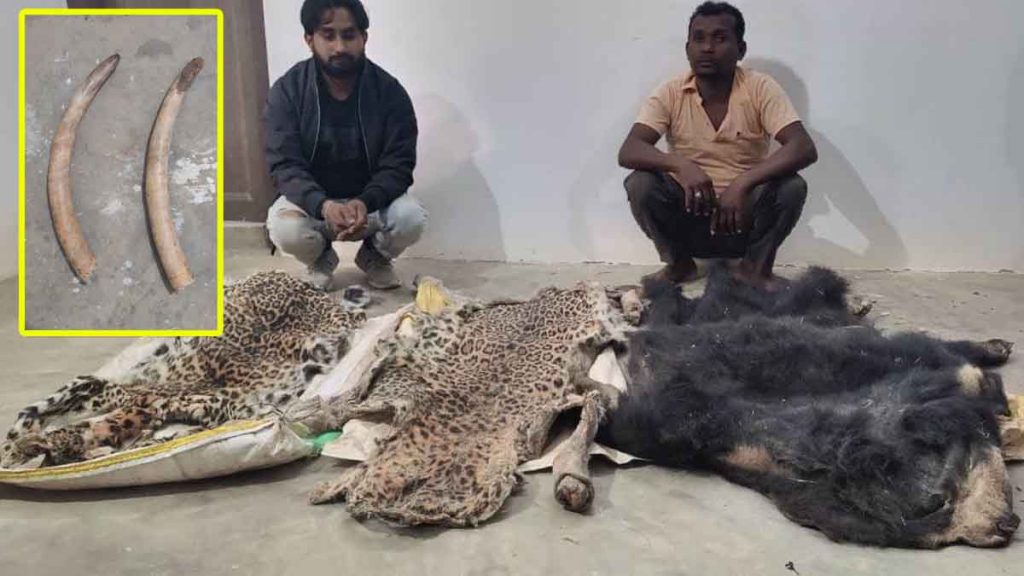 Major action by Forest Department: Five accused of smuggling ivory, leopard and bear skin arrested