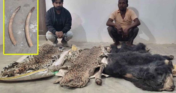 Major action by Forest Department: Five accused of smuggling ivory, leopard and bear skin arrested