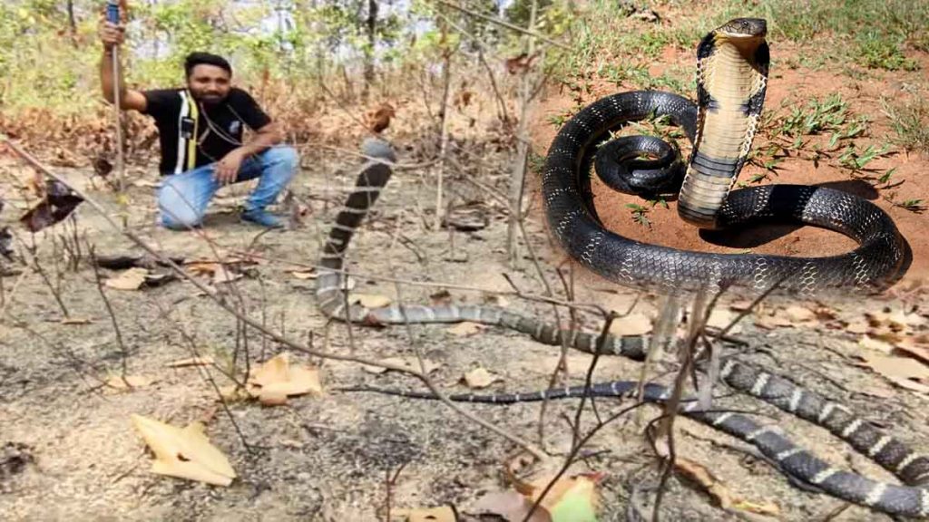 The empire of King Cobra is spreading in Chhattisgarh, Korba has become a favourite spot, permission sought from the government for DNA test