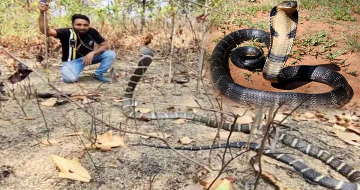 The empire of King Cobra is spreading in Chhattisgarh, Korba has become a favourite spot, permission sought from the government for DNA test