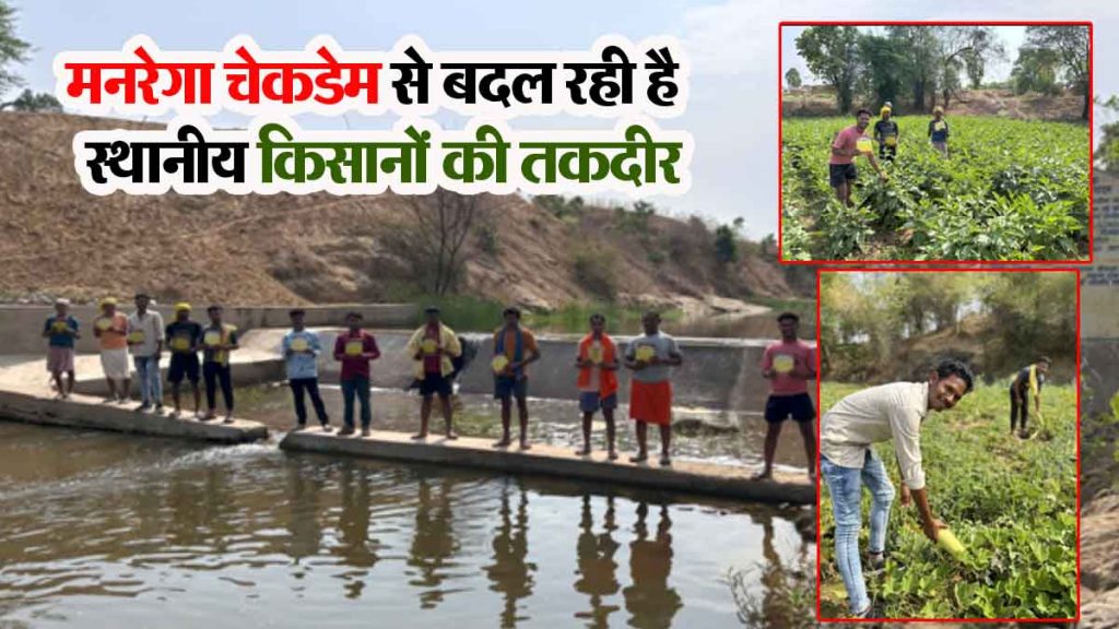 The fate of a dozen local farmers is changing due to the MNREGA check dam built in Pusaur drain