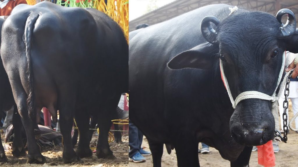 Murrah Buffalo: रोज 20 लीटर दूध देगी इस नस्ल की भैंस, डेयरी बिजनेस शुरू कर बन जाएंगे लखपति, जाने इसकी खासियत और पहचान