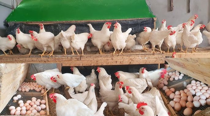 Poultry Farming Business