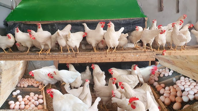 Poultry Farming Business