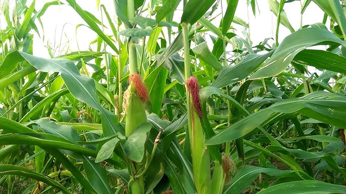 Corn Seeds Variety: बरसात के मौसम में मक्के की खेती के लिए करें इन 5 किस्मों का चयन, 50 क्विंटल प्रति एकड़ तक उपज के साथ जल्द होगी तैयार