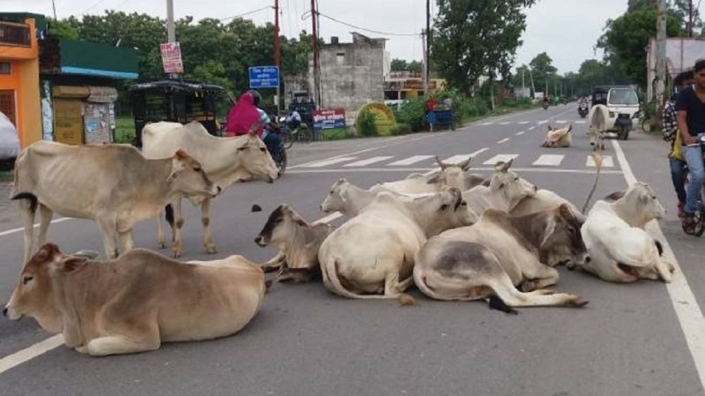 Cattle Law Chhattisgarh