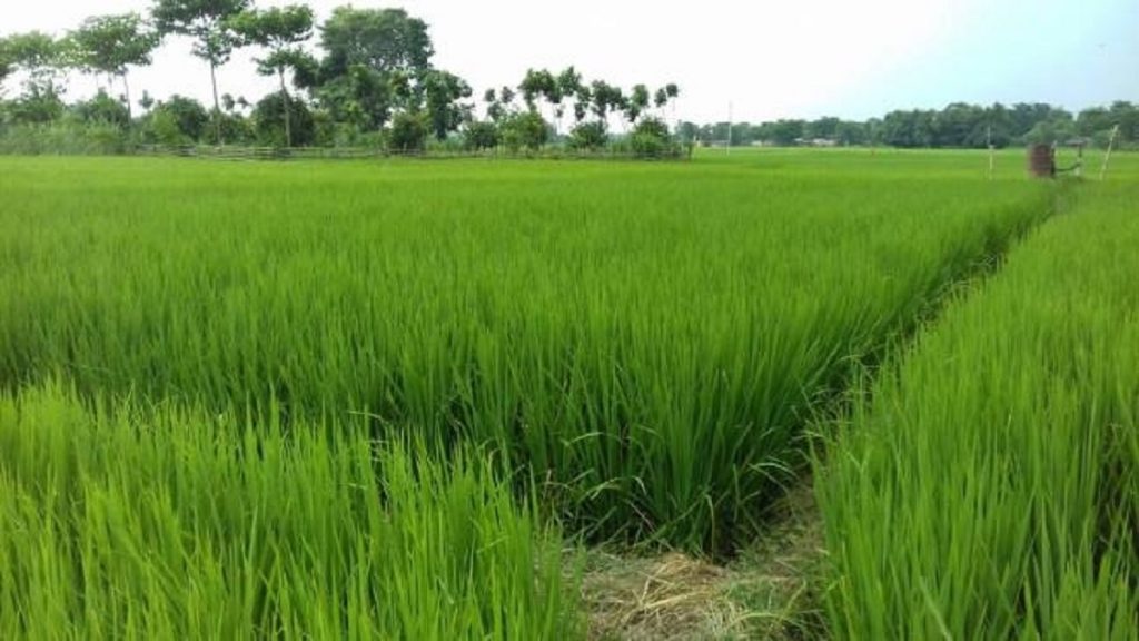 Korea District Agriculture