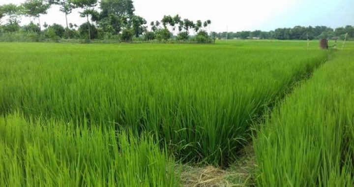 Korea District Agriculture