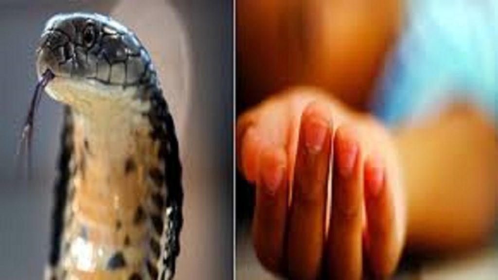Snake Bite Incident Bilaspur