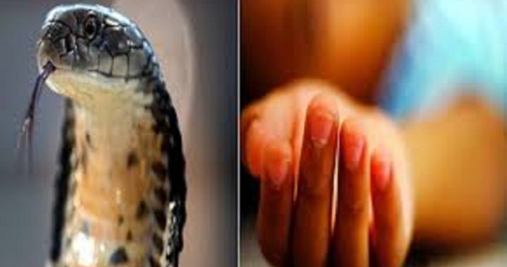 Snake Bite Incident Bilaspur
