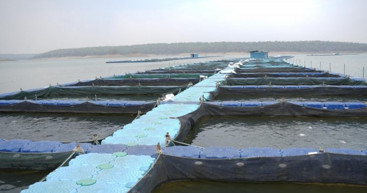 New flight to fisheries sector in Chhattisgarh… State’s first aqua park to be built in Hasdeo dubhan…