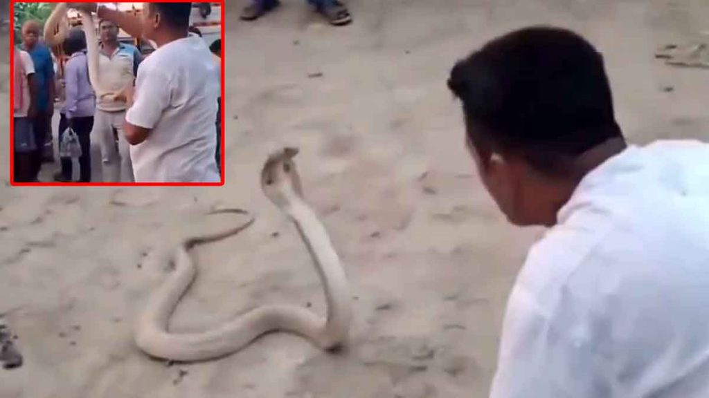 The snake bit the snake friend who went to catch the cobra snake, first sat down and then fell down, died…VIDEO