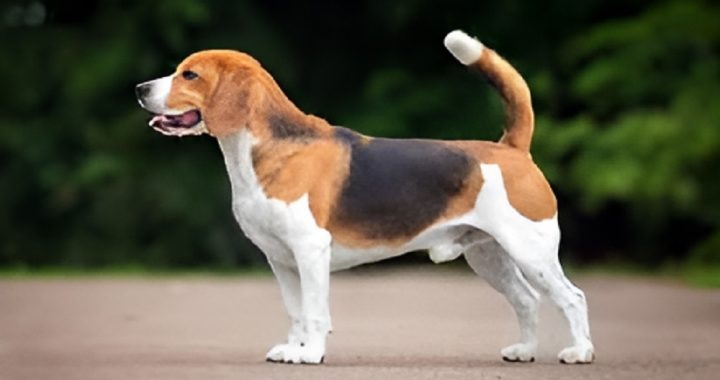 RTPS Dog Application