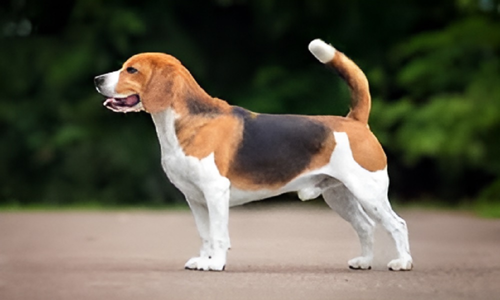 RTPS Dog Application