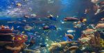 World Class Fish Aquarium House