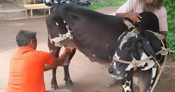 Miracle Cow Without Calf