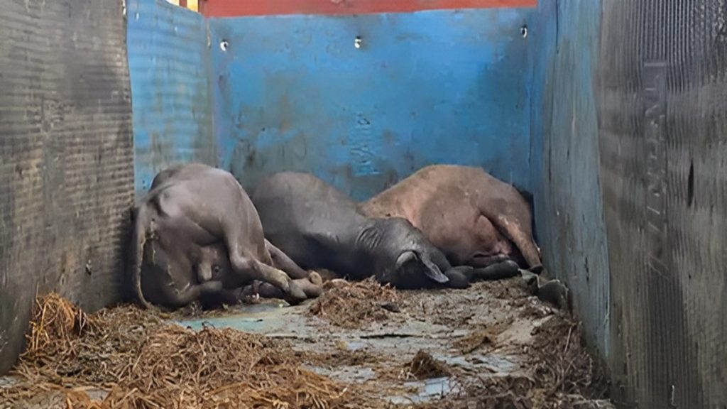 Cattle Smuggling