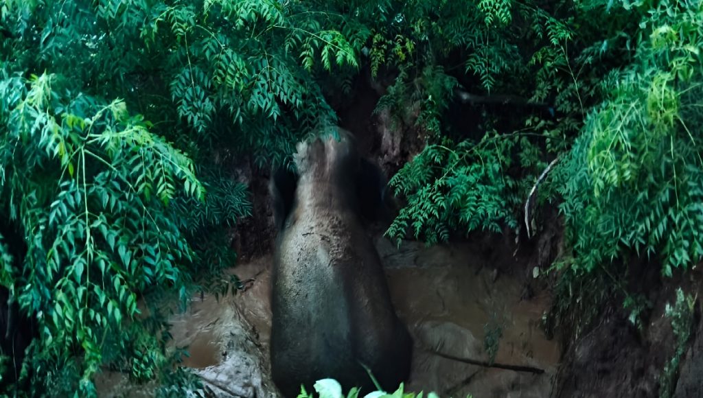Elephant Rescue Operation Chhattisgarh