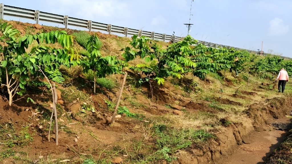 Green Corridor Chhattisgarh