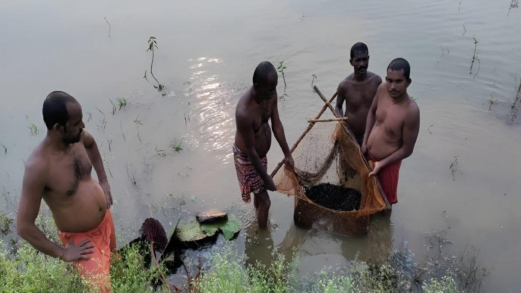 Makhana Cultivation