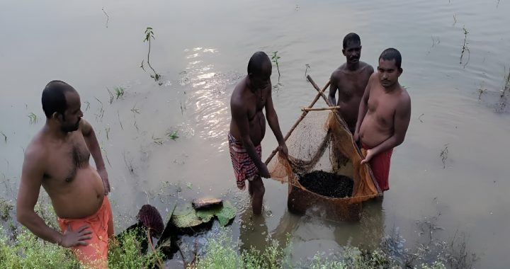 Makhana Cultivation