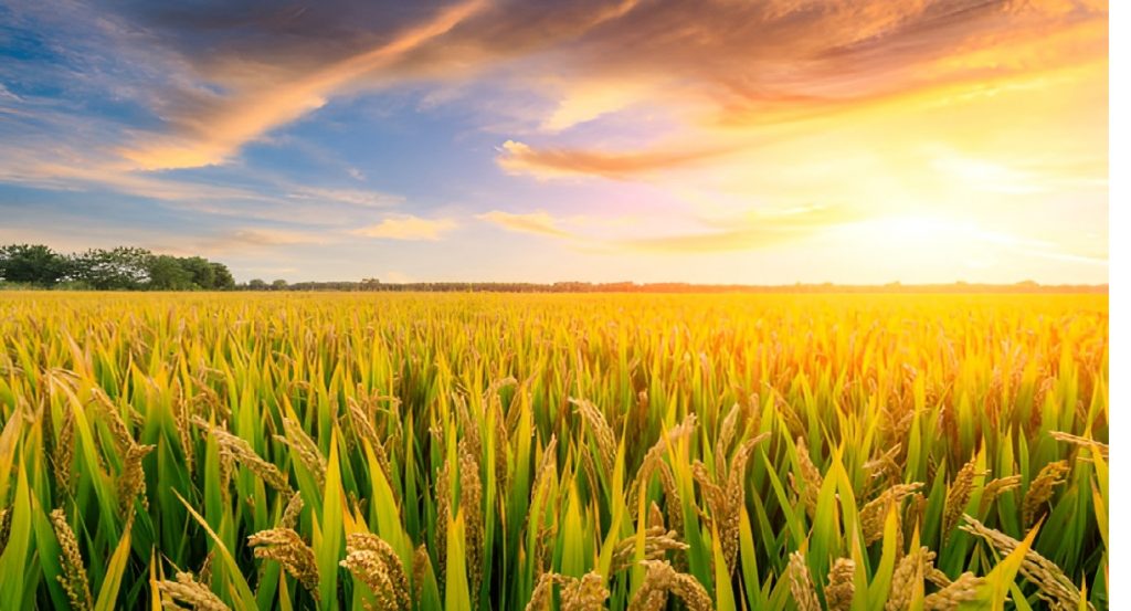 Paddy Procurement Registration