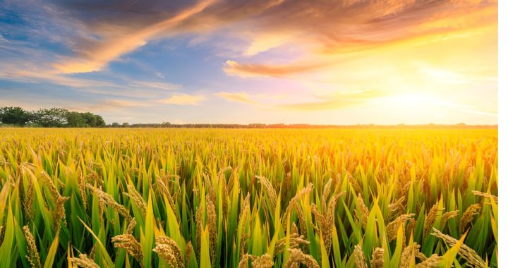 Paddy Procurement Registration