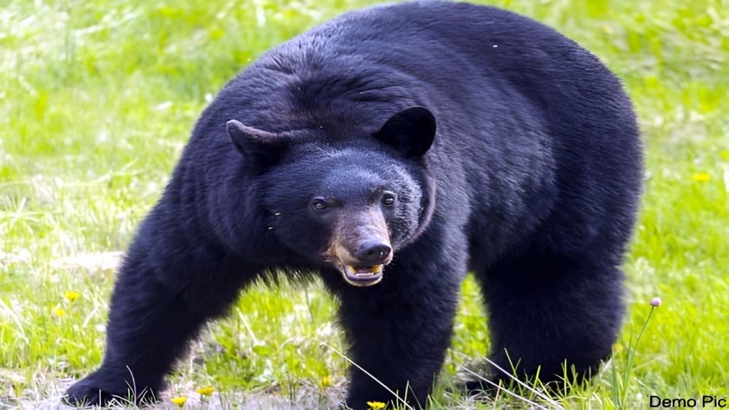 Wildlife Poaching Incident