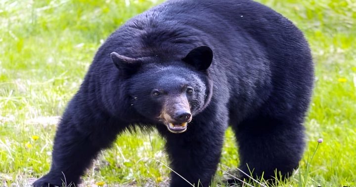 Wildlife Poaching Incident