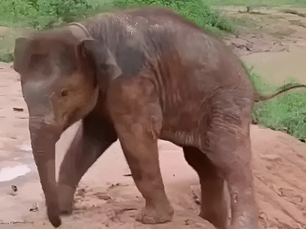 Elephant Rampage